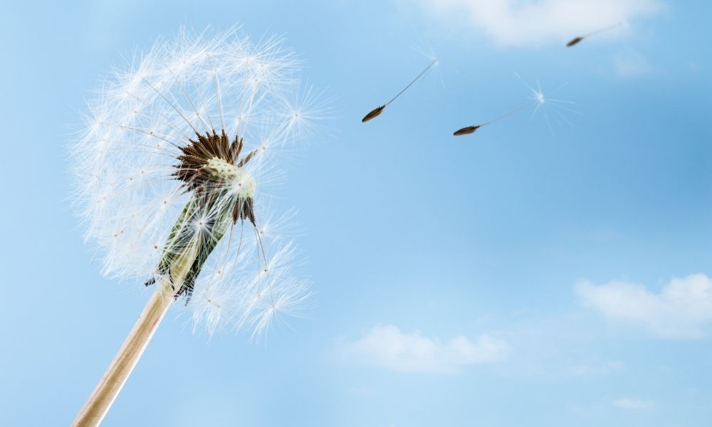 Flor al viento Aerotermia